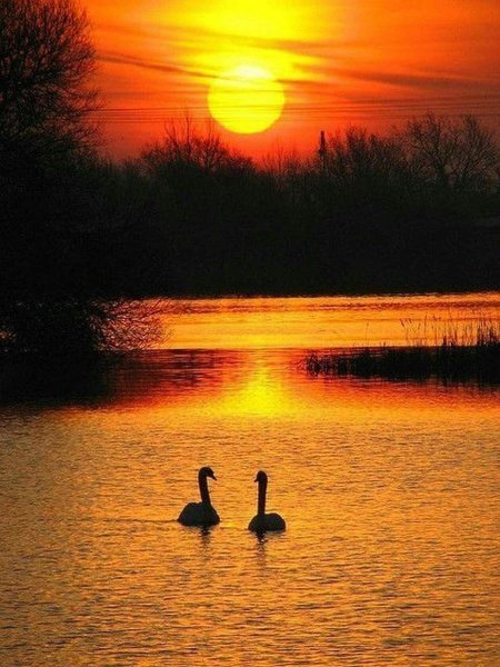 Лебеди на закате солнца