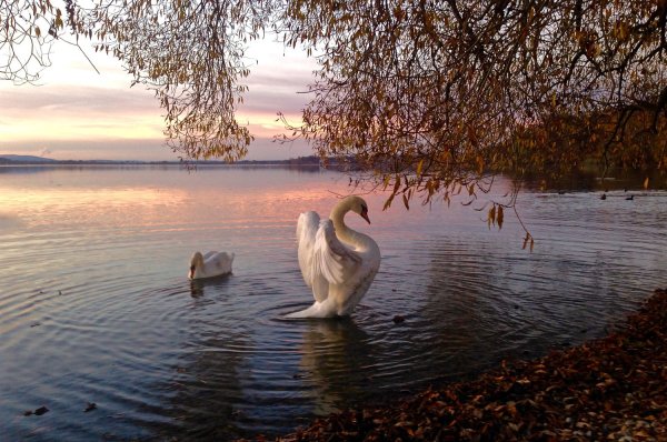 Лебеди на озере