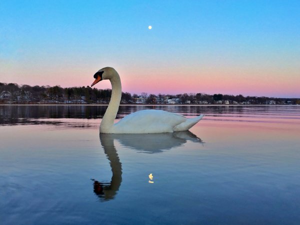 Лебеди озеро утро