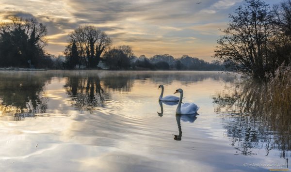 Лебедь на солнце