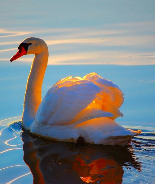 Красивое озеро с лебедями