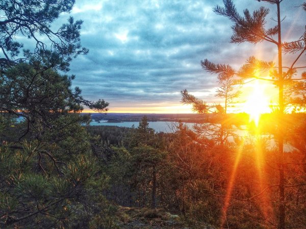 Закат в Сосновом лесу