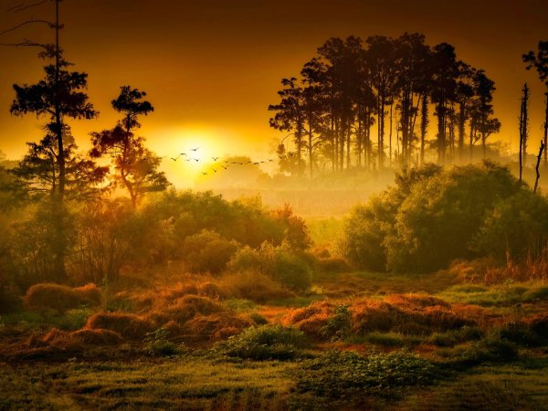 Восход в лесу