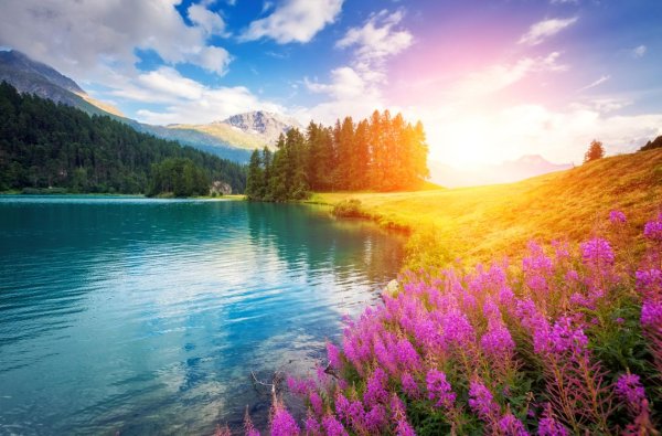 Горы озеро цветы