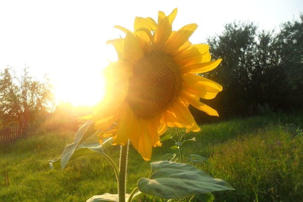 Солнце над пустыней