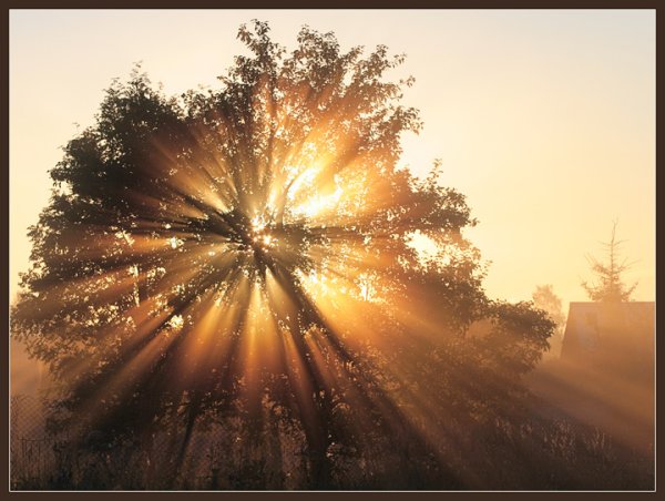 Лучи счастья