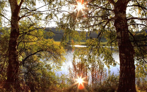 Природа река береза солнце