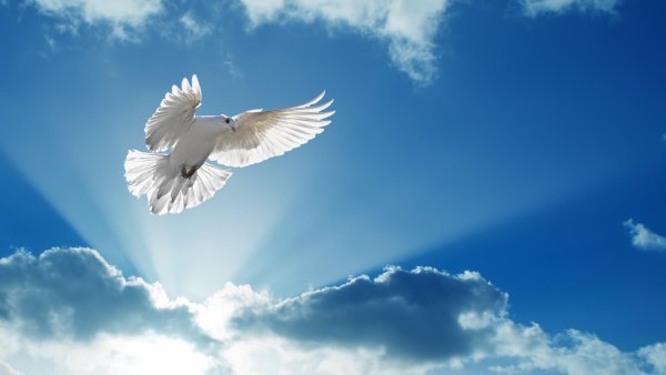 Голуби в небе