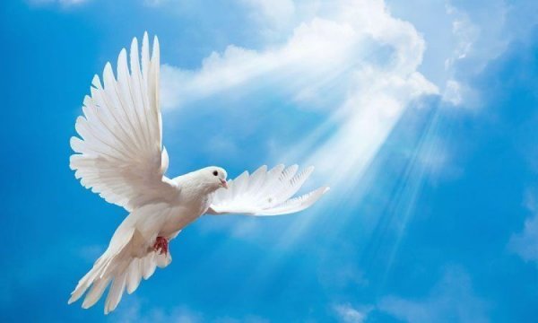 Мирного неба над головой