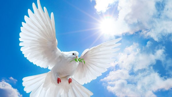 Белые голуби в небе