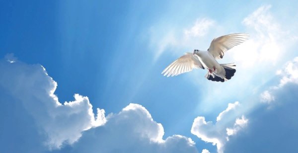 Небо голубь свет