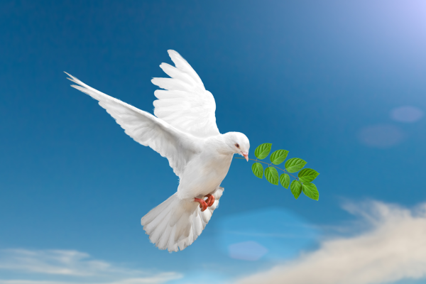 Голубь летит на фоне храма