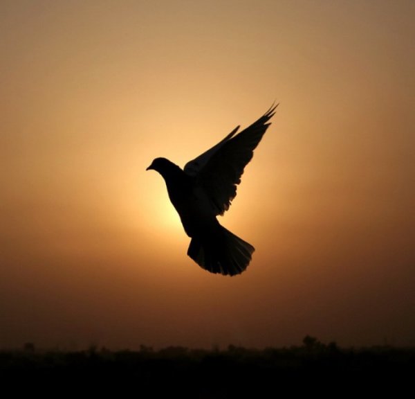 Душа в небе