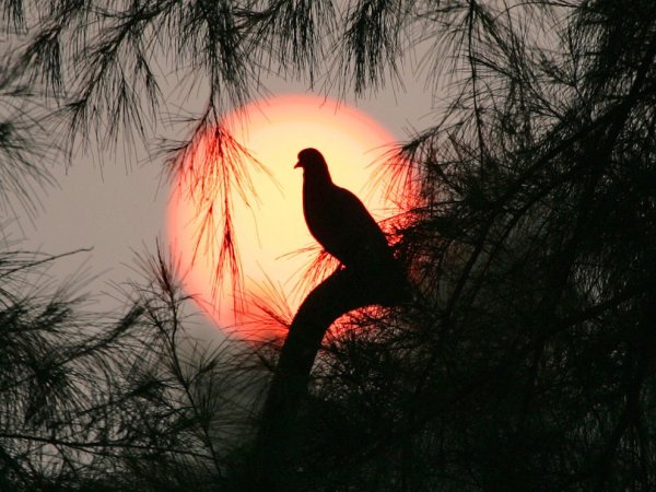 Мирного неба над головой