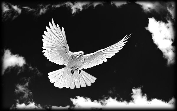 Белый голубь на синем фоне