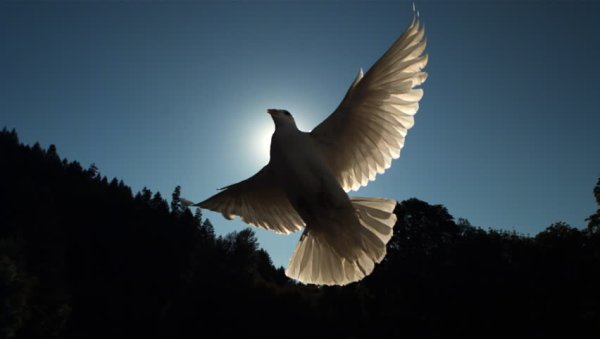 Красивые белые голуби в небе