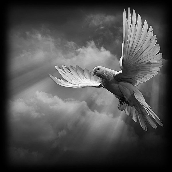 Небесный голубь