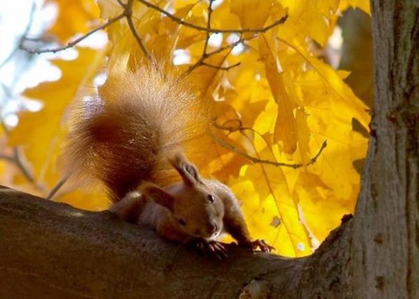 Хороших солнечных осенних выходных