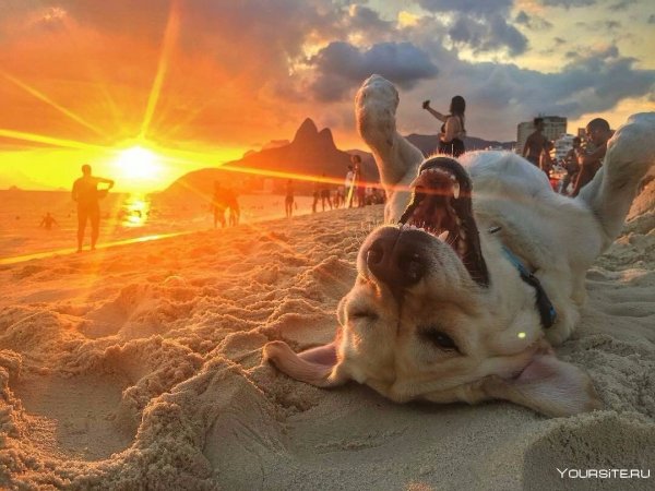 Солнце и животные