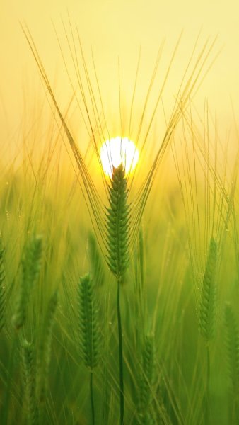 Пшеничное поле