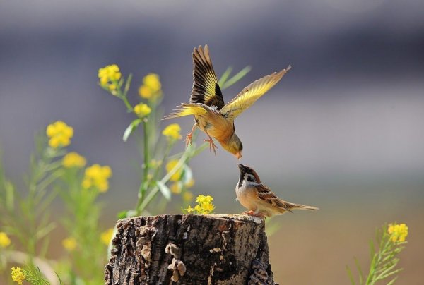 Летнее утро птицы