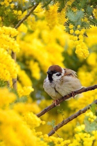 Открытки цыпленок