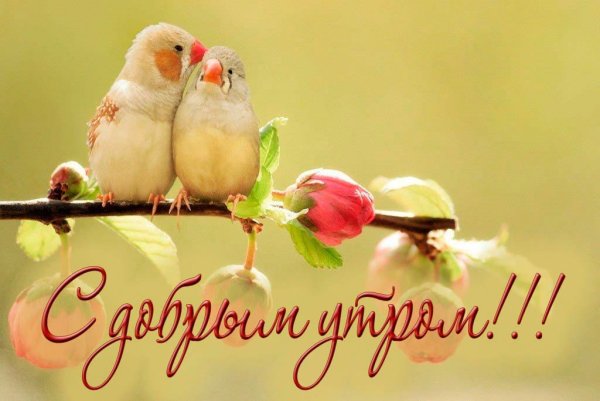 Открытки с добрым утром с птицами