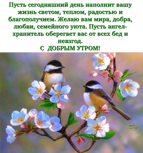 Прекрасного солнечного утра , моя птичка!
