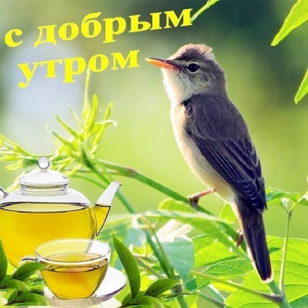 С добрым весенним утром прикольные