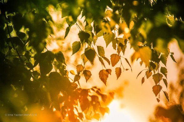 Солнце сквозь осеннюю листву