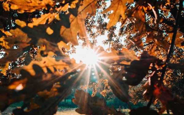 Осеннее солнышко