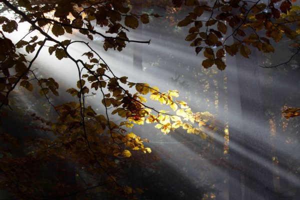 Листва на солнце