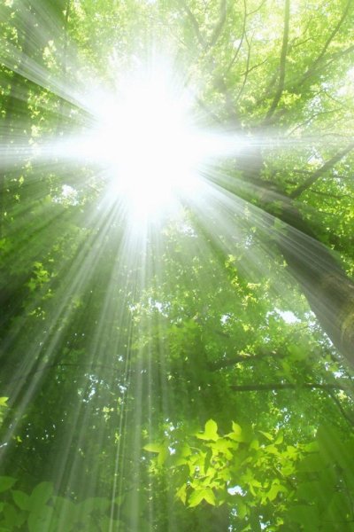 Осень солнце сквозь листья