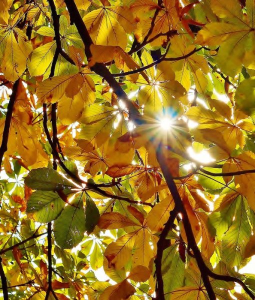 Свет сквозь листву