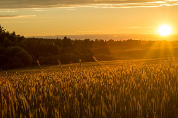 Поле залитое солнцем