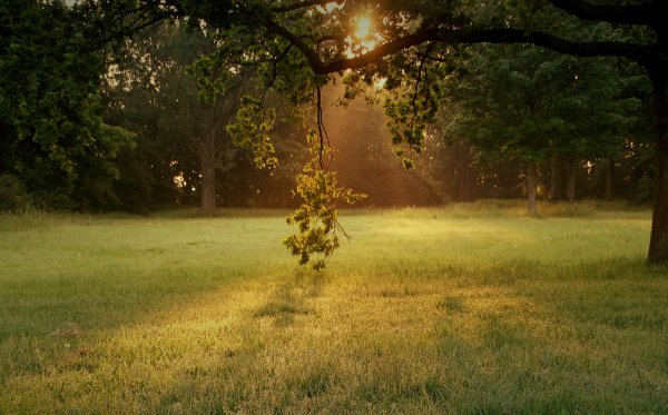 Лесная Поляна в Солнечном свету
