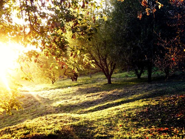 Лучи солнца