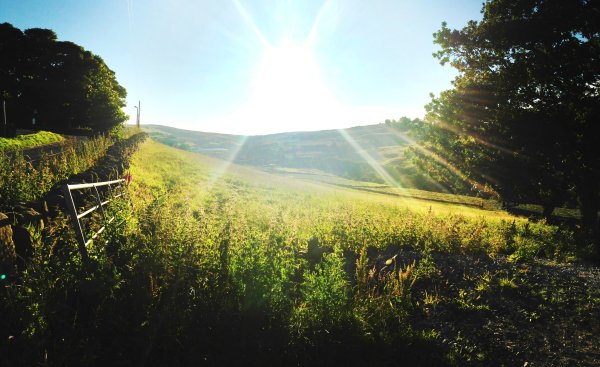 Лес Освещенный солнцем