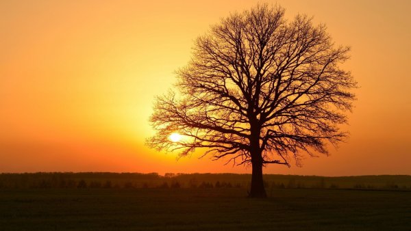 Красивый силуэт дерева