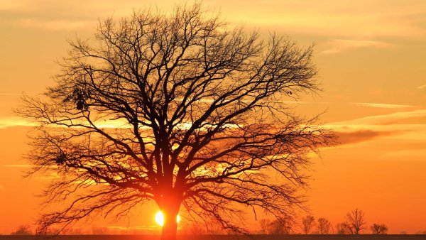 Деревья туман солнце