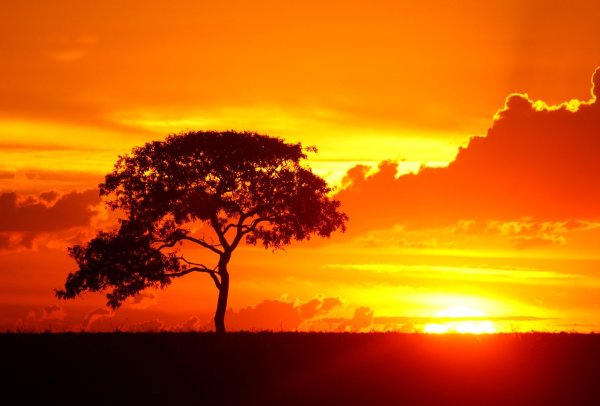 Оранжевый закат дерево