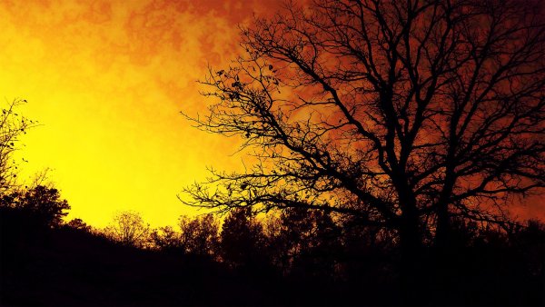 Дерево на рассвете