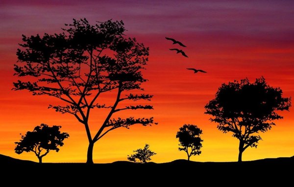 Дерево на фоне солнца