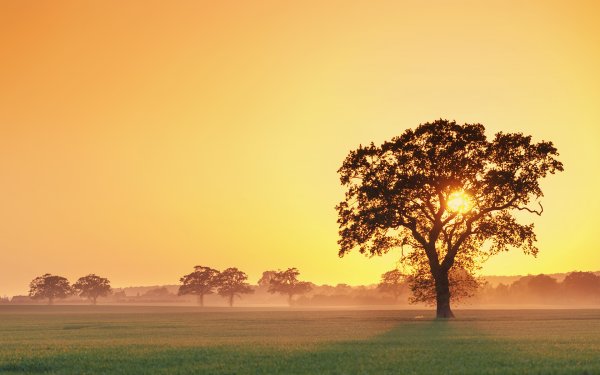 Одиночество дерево