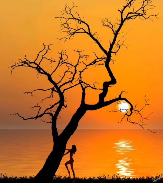 Красивое дерево