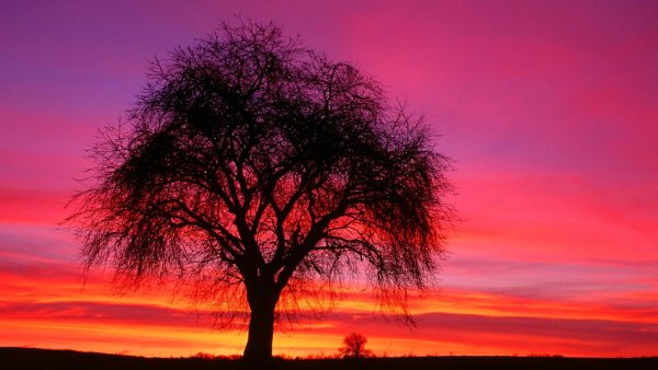 Дерево в лучах солнца