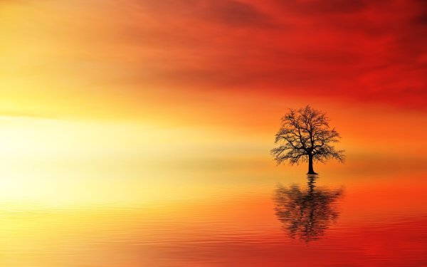 Африка закат дерево