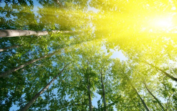 Летние травы