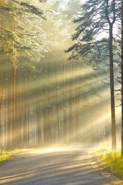 Рассвет в лесу