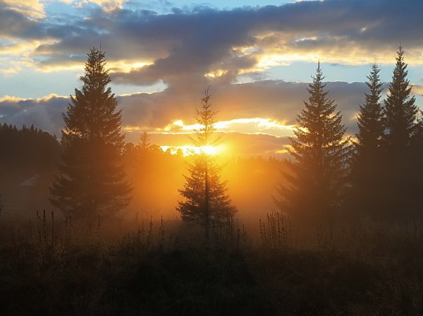 Рассвет в тайге